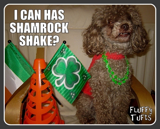 I can has shamrock shake? - Pogo the Poodle