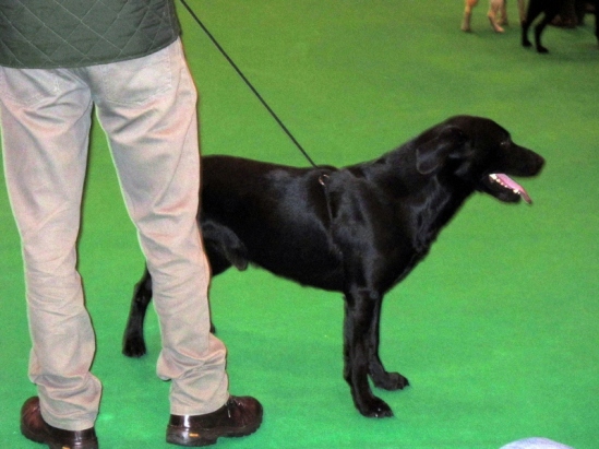 A Happy Dog in the Breed Ring - Crufts 2013