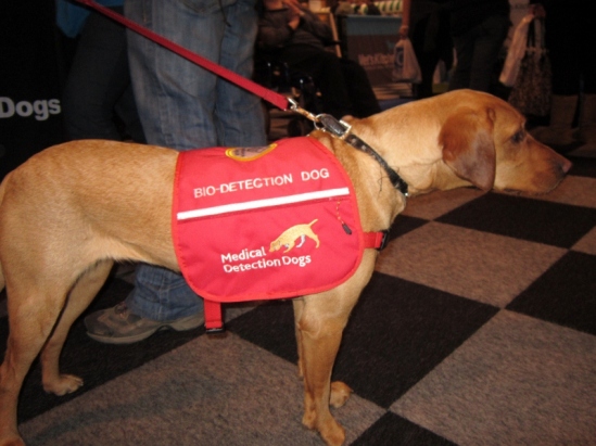 Medical Detection Dog at Crufts 2013