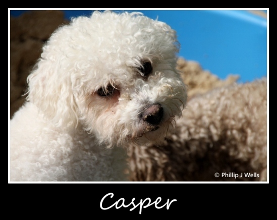 Casper the Bichon (by Phillip J Wells)