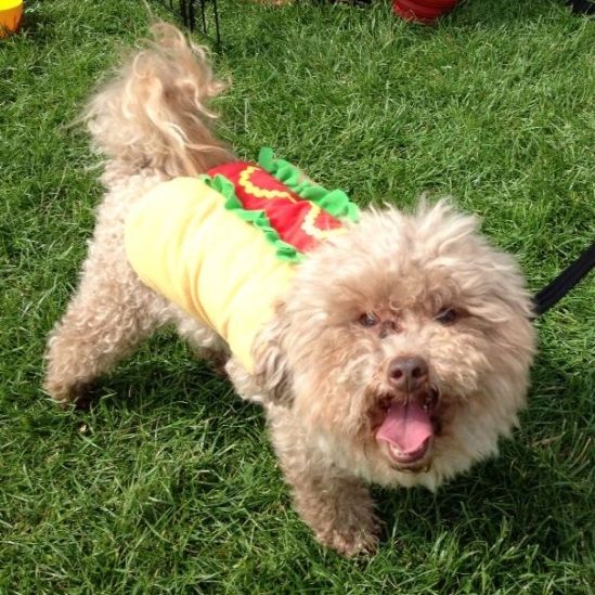 Pogo dressed as a Hot Dog